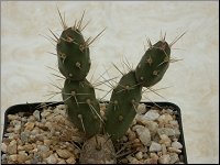 1207 Tephrocactus rauppianus M1372 PICT5401